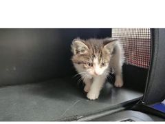 -北京观赏动物医院·24小时大型综合·猫专科·异宠专科