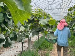 -马陆小张葡萄园农家乐