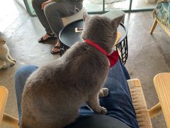 -喵屿·大理花园猫咖