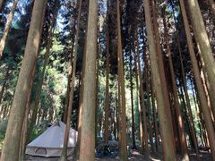 -武陵山森林公园