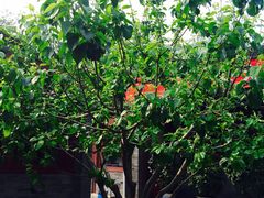 iphone_upload_pic-李大钊故居