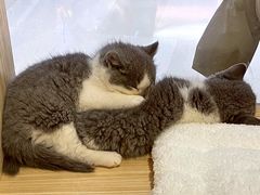 -屋虎猫馆(宝安大仟里店)