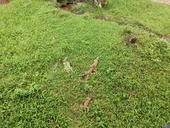 -海南热带野生动植物园