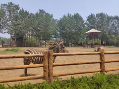 -大连森林动物园