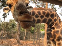 -清迈夜间动物园