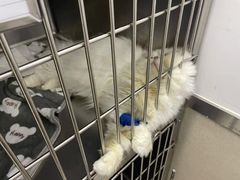 -爱妮康宠物医院·干细胞免疫细胞·肿瘤·心脏(张江店)