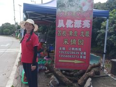 -从化深英荔枝黄皮龙眼采摘园
