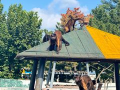 -西霞口神雕山野生动物世界