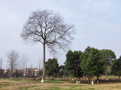 -两河城市森林公园