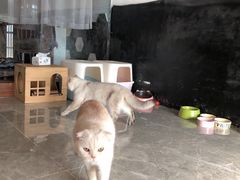 -猫爷宠物生活馆·撸猫馆