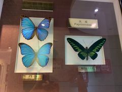 -上海昆虫博物馆