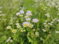 -桤木河湿地公园