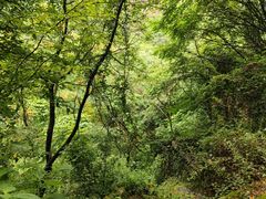 -秦岭终南山世界地质公园翠华山景区