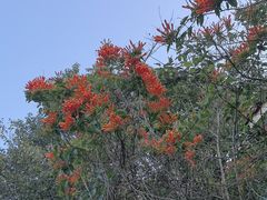 -云溪植物园