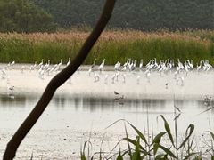 -大湾区中央湿地公园