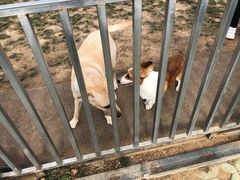-趣玩宠物乐园寄养训犬训狗游泳池