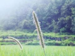 -楠溪江石桅岩