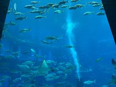 -亚龙湾海底世界