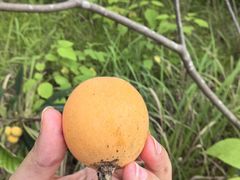 -温江公平红烧兔(总店)