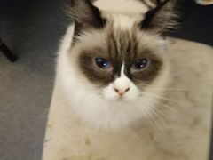-猫色咖啡·猫咖