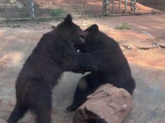 -昆明动物园