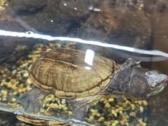 -上海大自然野生昆虫馆(东方明珠·爬宠昆虫探索中心)