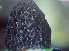 -菌之家·专业纯野生菌火锅·特色炒菌