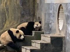 -熊猫主题餐厅