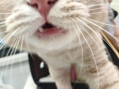 -艾吉宠物医院·疑难杂症转诊中心·猫友好(碧江路院)