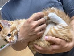-四月宠物医院·猫专科·心脏专科·内科(转塘店)