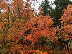 -永定河休闲森林公园
