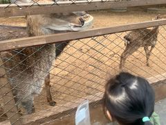 -森波拉奇妙世界