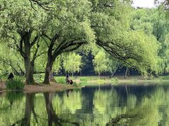 -上海共青森林公园