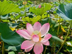 -新江湾城公园