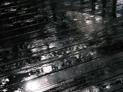 -西双版纳原始森林公园