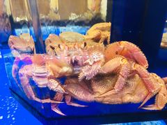 -蟹道乐(道顿堀本店)