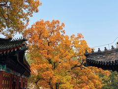 -香山公园