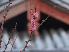 -木府