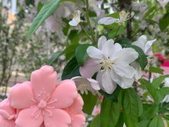 -海棠花溪(元大都城垣遗址公园)