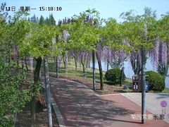 -嘉定紫藤园