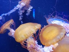 -成都浩海立方海洋公园