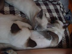 -Sirena海妖日咖夜酒