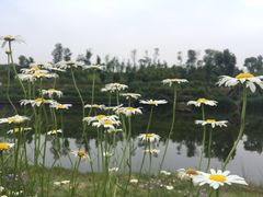 -白鹭湾湿地公园