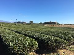 -雪绿茶博物馆