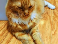 -MOCHA明星猫咖(田子坊店)