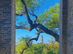-江心屿景区