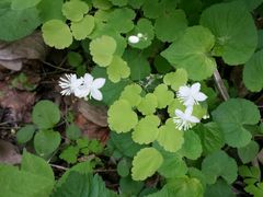 android_upload_pic-终南山南五台景区