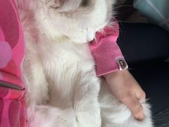 -吉丁鸟咖·异宠·寄养