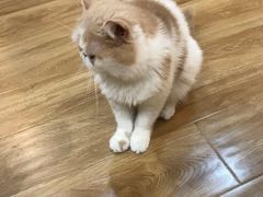 -滚猫咖啡·猫咖·猫友好撸猫(未来城店)