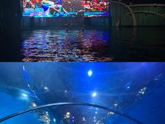 -海合安青岛极地海洋公园
